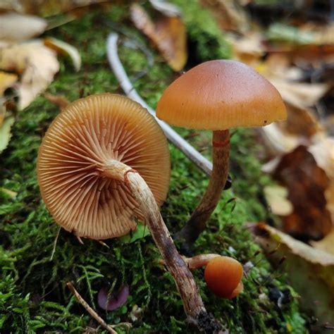 Dikenal banyak tumbuh di Australia, jamur ini tumbuh dengan warna kecokelatan. . Galerina marginata australia